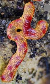 Attēlu rezultāti vaicājumam “Physarum bitectum macro”