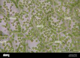 Attēlu rezultāti vaicājumam “Calypogeia azurea cells”