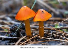 Attēlu rezultāti vaicājumam “Hygrocybe sp.”