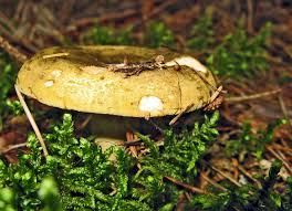 Attēlu rezultāti vaicājumam “Lactarius lygniotus”