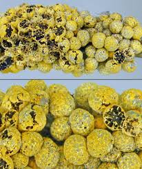 Attēlu rezultāti vaicājumam “Badhamia nitens”