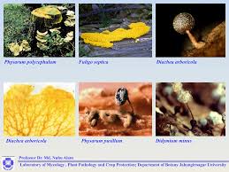 Attēlu rezultāti vaicājumam “Diachea subsessilis stalked”