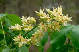 Attēlu rezultāti vaicājumam “Aesculus flava bud”
