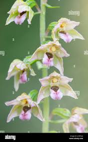 Attēlu rezultāti vaicājumam “Epipactis helleborine flower”