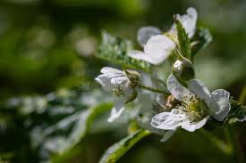 Image result for Rubus sectio