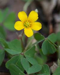 Attēlu rezultāti vaicājumam “Oxalidaceae”