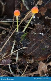 Attēlu rezultāti vaicājumam “Mycena acicula”