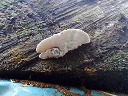 Attēlu rezultāti vaicājumam “Postia caesia”