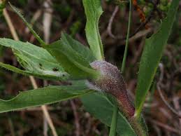 Attēlu rezultāti vaicājumam “Aulacidea hieracii”