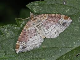 Attēlu rezultāti vaicājumam “Xanthorhoe montanata”