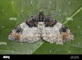 Attēlu rezultāti vaicājumam “Catarhoe cuculata”