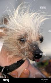 Image result for ugliest dog