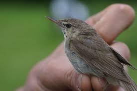 Attēlu rezultāti vaicājumam “Acrocephalus dumetorum”