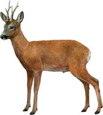 Attēlu rezultāti vaicājumam “Capreolus capreolus”