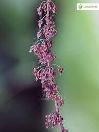 Attēlu rezultāti vaicājumam “Rumex obtusifolius flower”