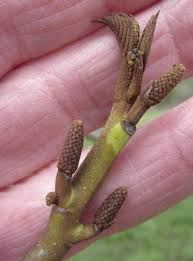 Attēlu rezultāti vaicājumam “Pterocarya fraxinifolia male flower”