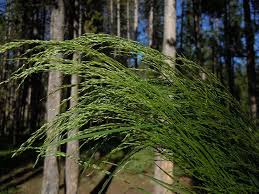 Attēlu rezultāti vaicājumam “Poa palustris leaf”