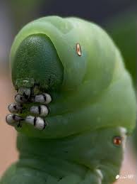 Attēlu rezultāti vaicājumam “Cribraria macrocarpa young”