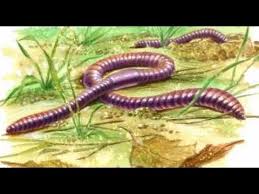 Attēlu rezultāti vaicājumam “Lumbricidae”