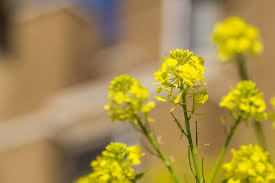 Attēlu rezultāti vaicājumam “Sinapis arvensis flower”