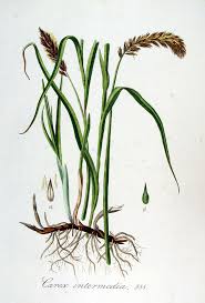 Attēlu rezultāti vaicājumam “Carex disticha”