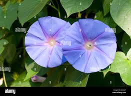 Attēlu rezultāti vaicājumam “Convolvulaceae”