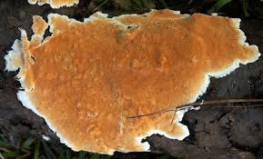 Attēlu rezultāti vaicājumam “Steccherinum ochraceum”