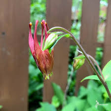 Attēlu rezultāti vaicājumam “Aquilegia vulgaris bud”