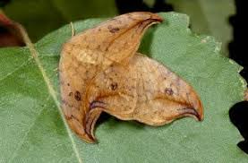 Attēlu rezultāti vaicājumam “Drepana falcataria”