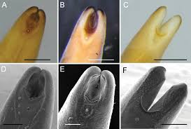 Attēlu rezultāti vaicājumam “Polypogon tentacularius male”