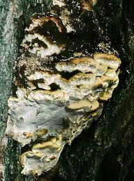 Attēlu rezultāti vaicājumam “Coriolopsis trogii”