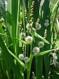 Attēlu rezultāti vaicājumam “Sparganium erectum aggr. leaf”
