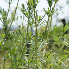 Attēlu rezultāti vaicājumam “Galium schultesii fruit”