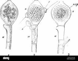 Attēlu rezultāti vaicājumam “Enteridium variabile spores”