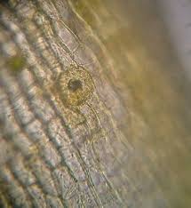 Attēlu rezultāti vaicājumam “Orthotrichum affine var. affine sporophyte”