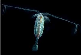 Attēlu rezultāti vaicājumam “Copepoda”