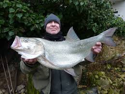 Image result for Aspius aspius