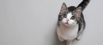 Afbeeldingsresultaat voor katten