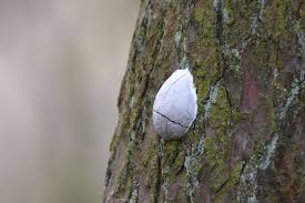 Attēlu rezultāti vaicājumam “Reticularia lobata young”