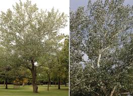 Attēlu rezultāti vaicājumam “Populus”