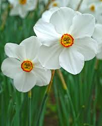 Attēlu rezultāti vaicājumam “Narcissus poeticus”