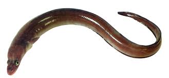 Image result for Conger conger