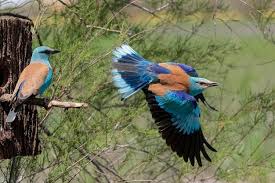 Attēlu rezultāti vaicājumam “Coracias garrulus”