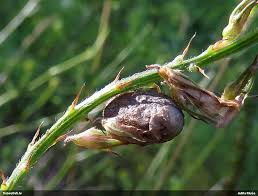 Attēlu rezultāti vaicājumam “Lycogala ustulatum”