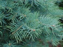 Attēlu rezultāti vaicājumam “Abies concolor”