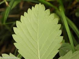 Attēlu rezultāti vaicājumam “Fragaria moschata”