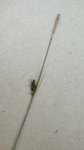 Attēlu rezultāti vaicājumam “Carex panicea fruit”