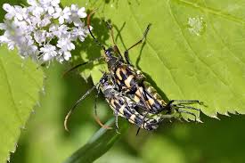 Attēlu rezultāti vaicājumam “Leptura annularis”
