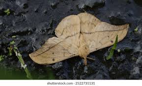 Attēlu rezultāti vaicājumam “Drepanidae”