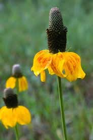 Image result for Ratibida columnifera